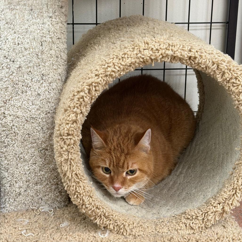 Vegas, Adoptable, Adult Male Domestic Medium Hair.