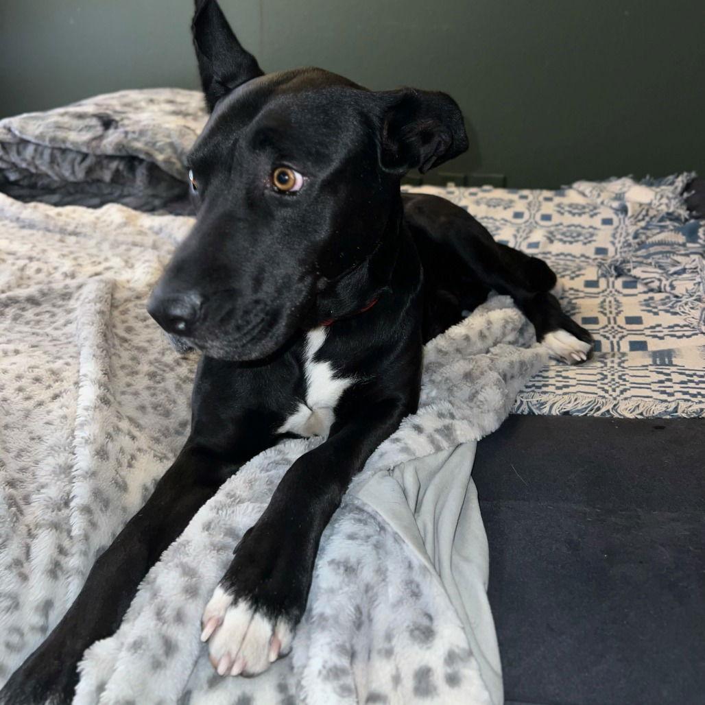 Nyx, Adoptable, Adult Male Pit Bull Terrier.