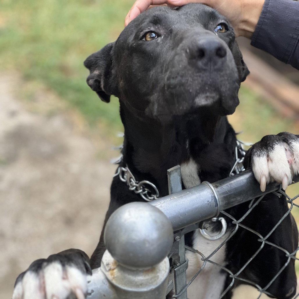 Nyx, Adoptable, Adult Male Pit Bull Terrier.