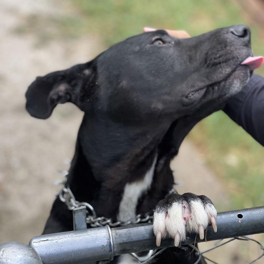 Enlarge Nyx, a Adoptable Pit Bull Terrier in Dallas, TX image 2/3