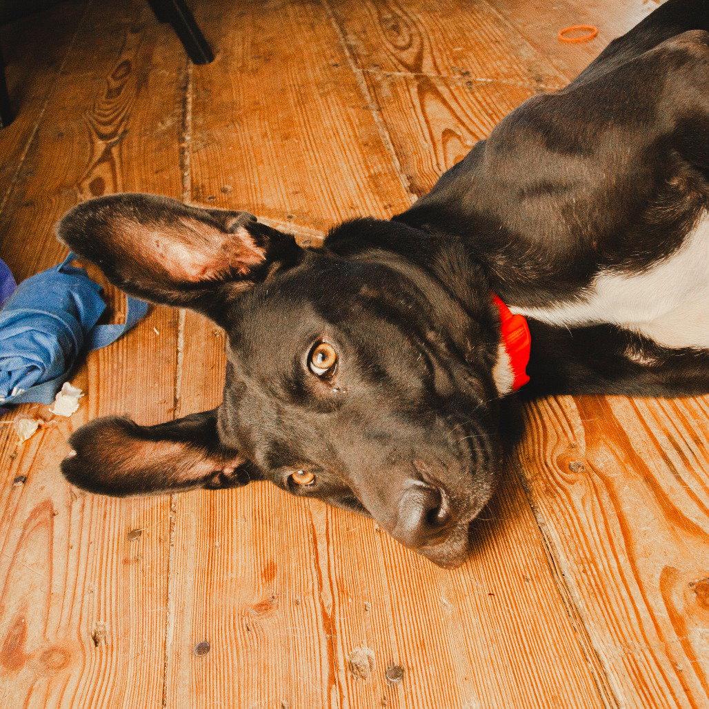 Nyx, a Adoptable Pit Bull Terrier in Dallas, TX image 3/3