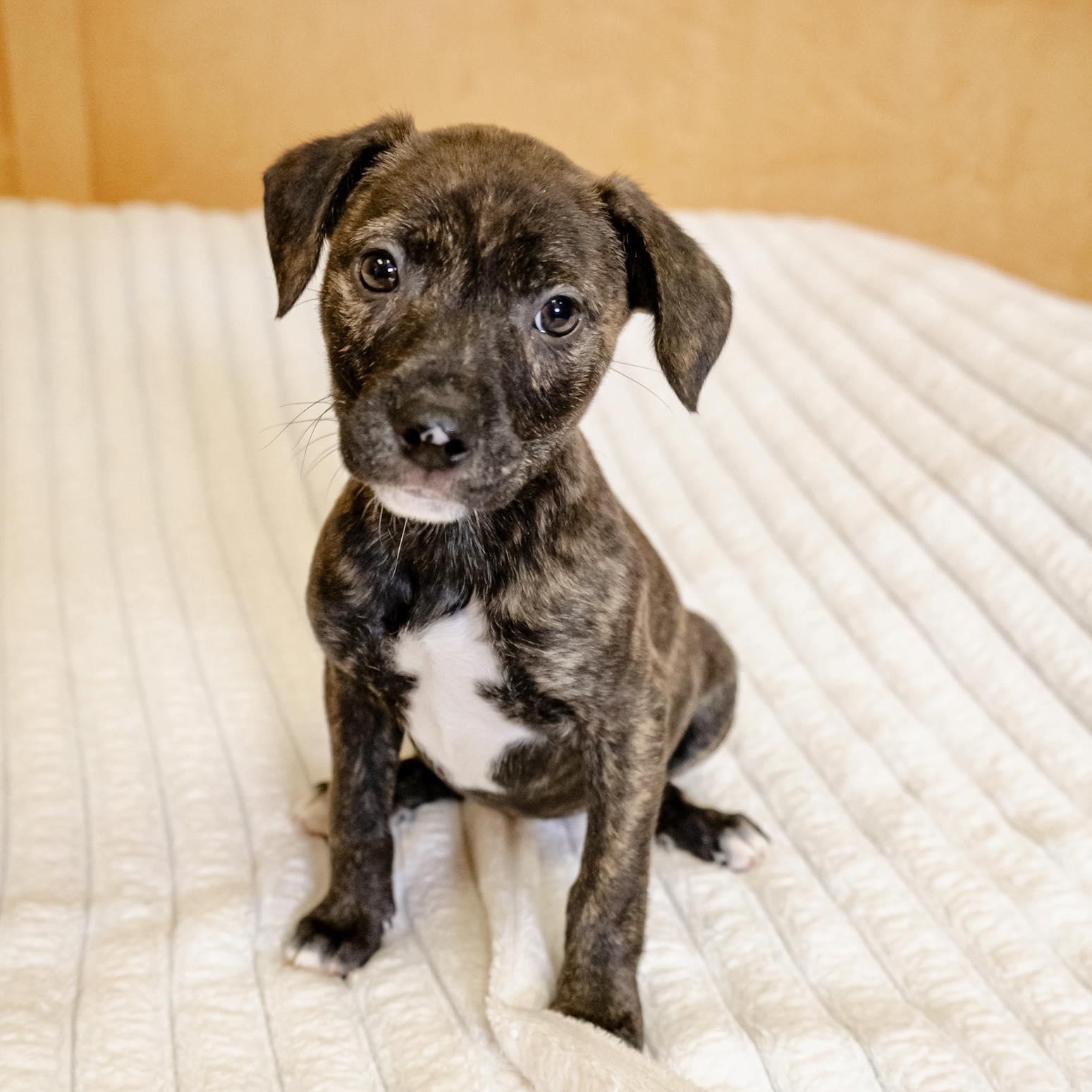 Enlarge Miele, an adopted Terrier in Valparaiso, IN image 1/1