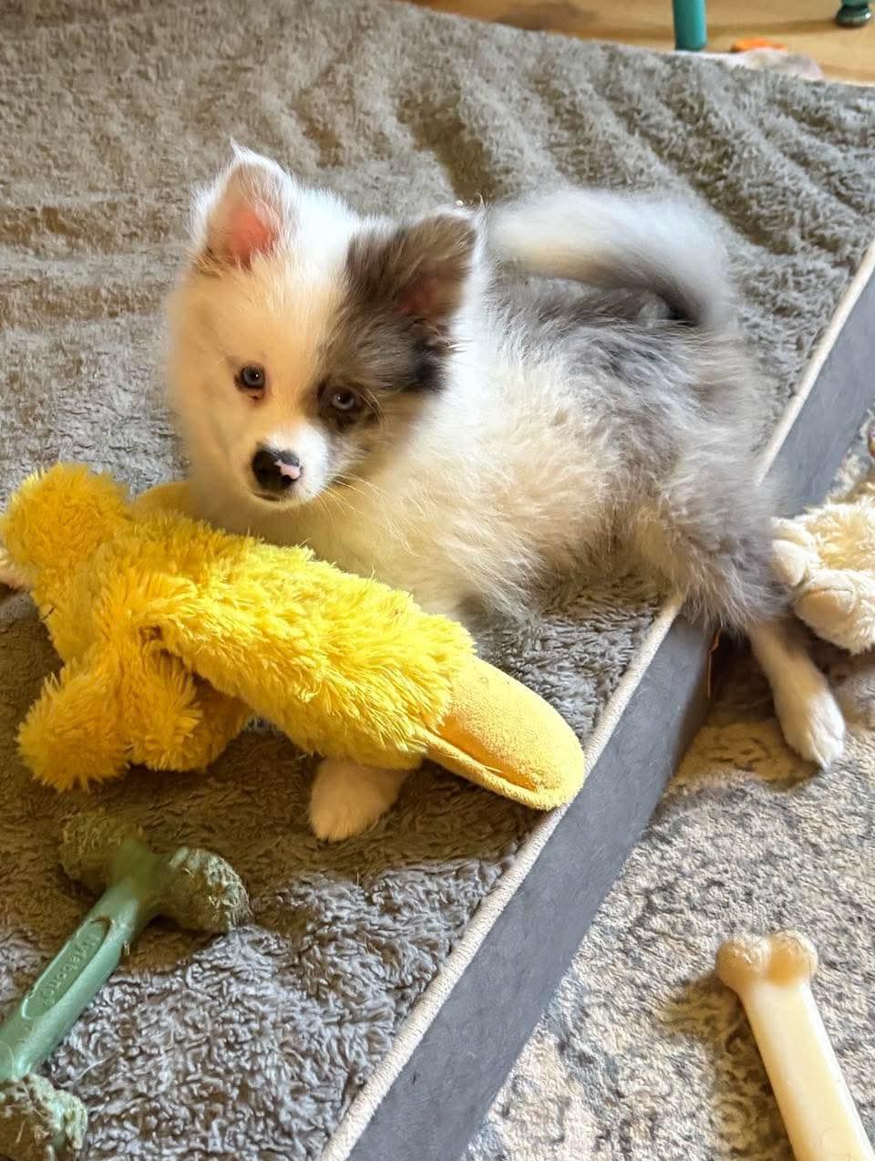 Enlarge Rocky, an adopted Pomeranian in Decorah, IA image 2/4