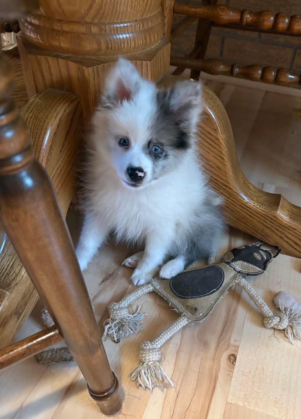 Enlarge Rocky, an adopted Pomeranian in Decorah, IA image 4/4
