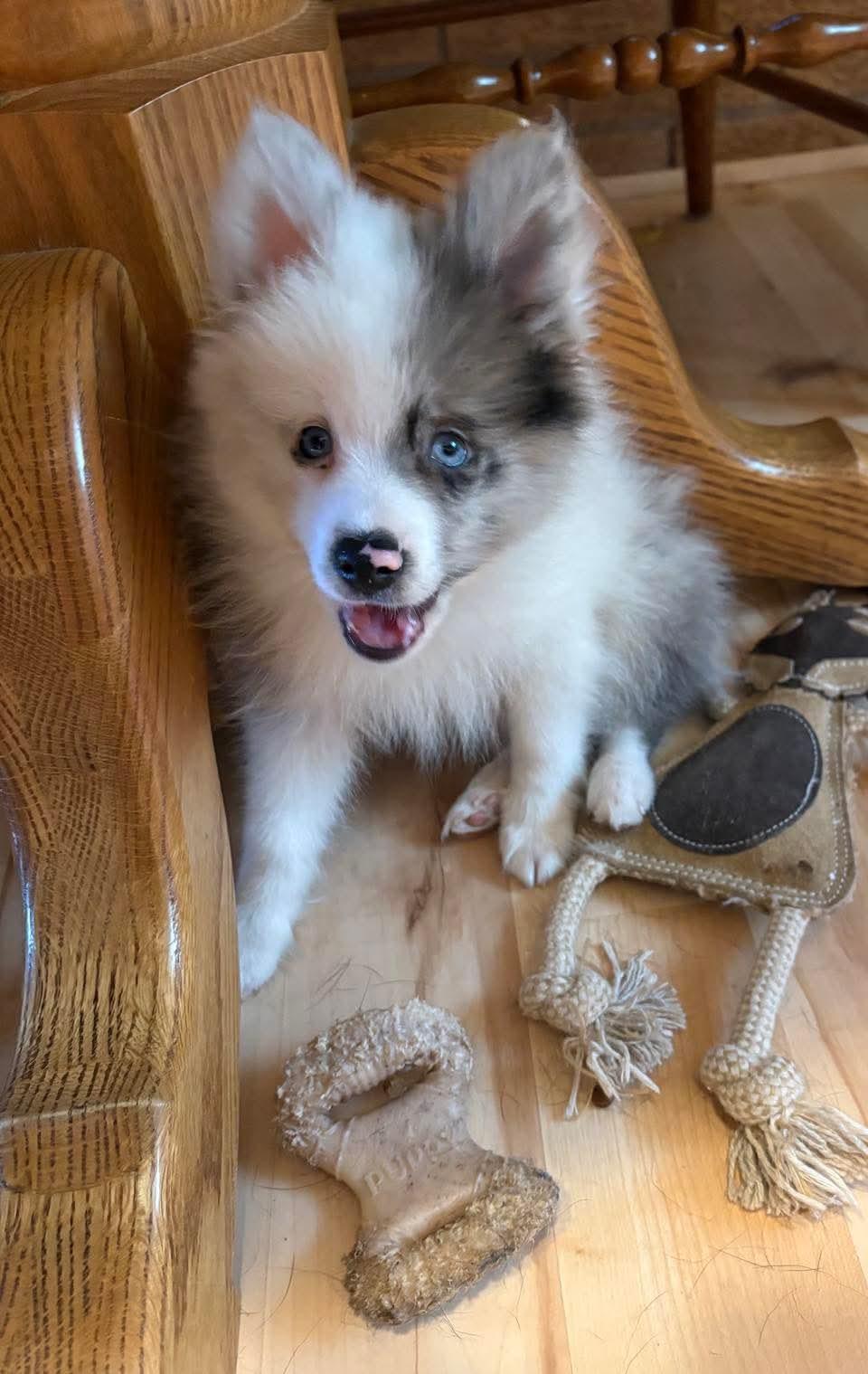 Rocky, adopted, Puppy Male Pomeranian.