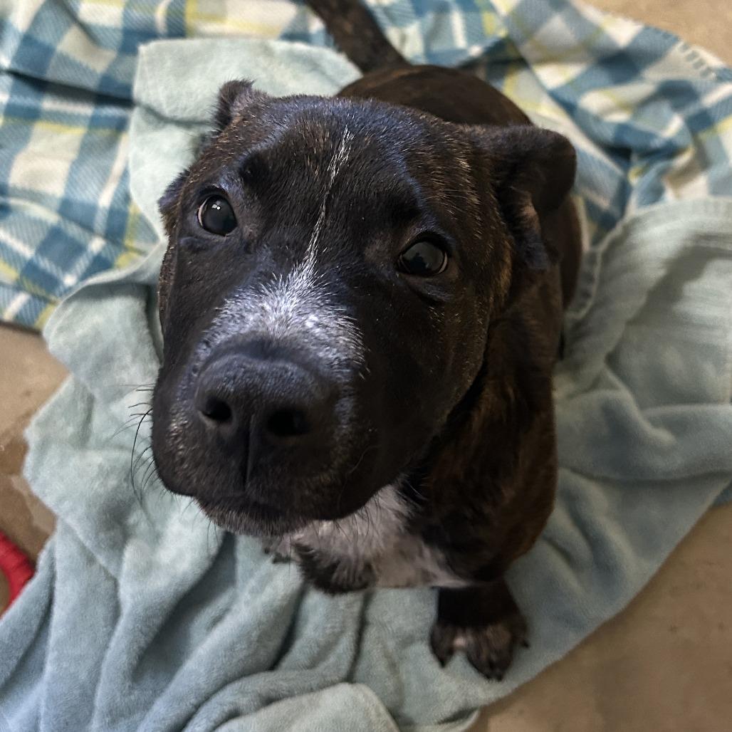 Enlarge DaBarkus, a Adoptable mixed breed in Waldorf, MD image 2/2