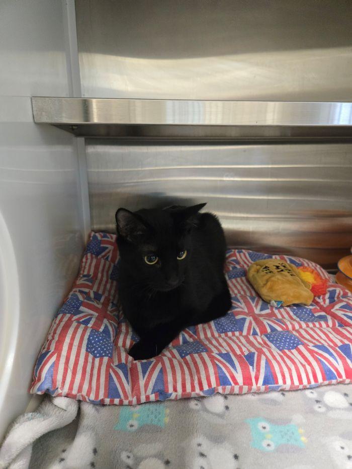 Enlarge Bernard, an adoptable Domestic Medium Hair in Hilton Head Island, SC image 1/1