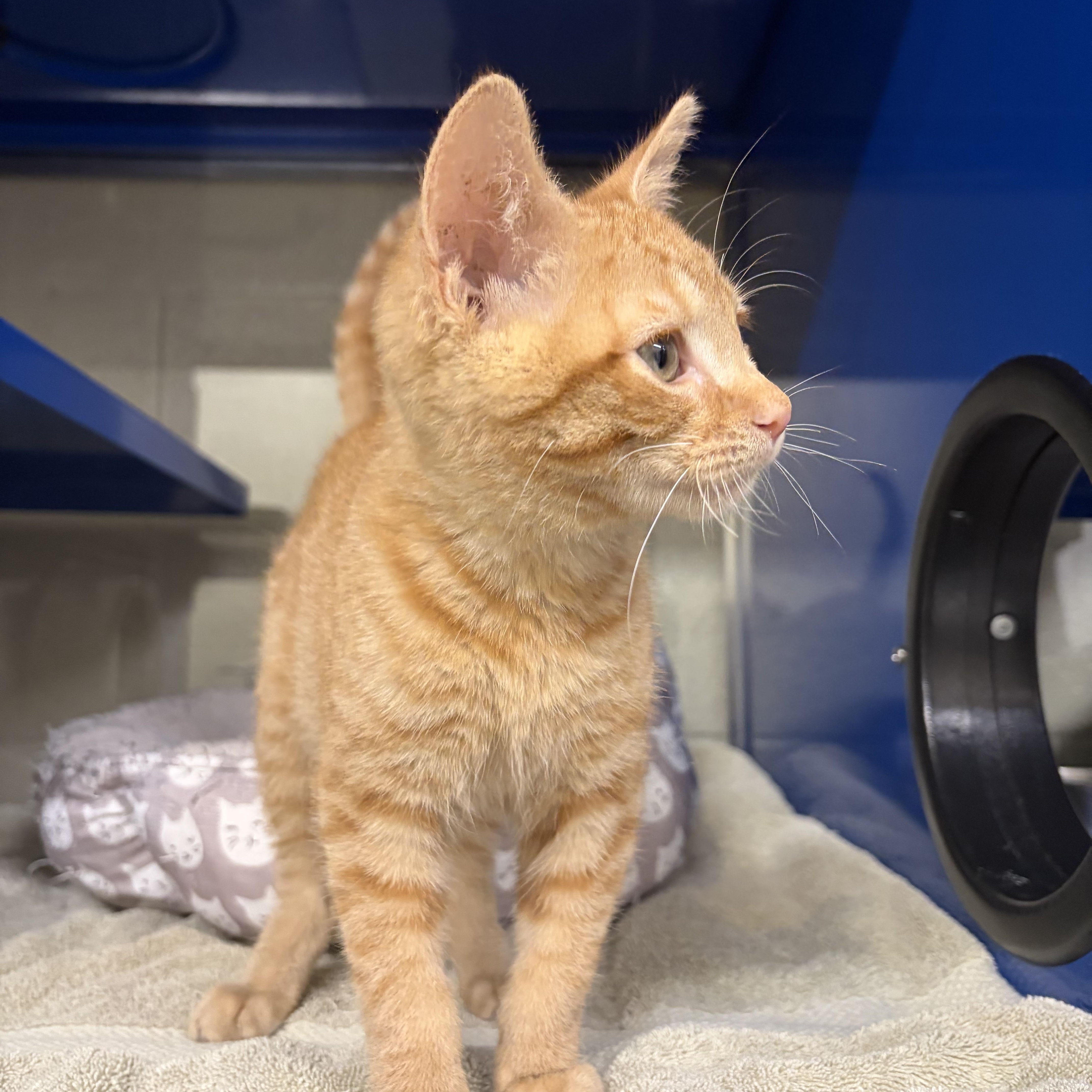 Tony, adopted, Kitten Male Domestic Short Hair.