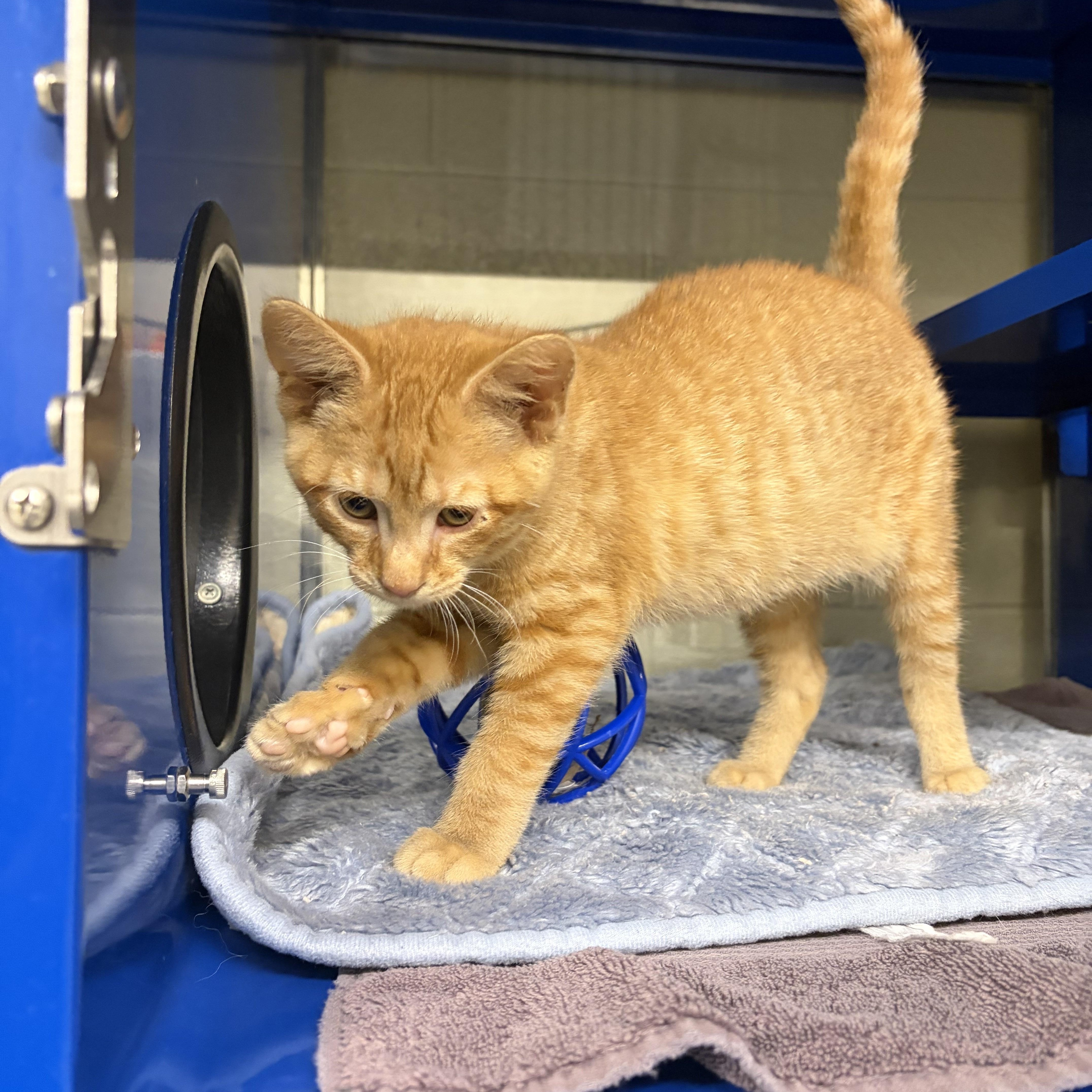 Tony, an adopted Domestic Short Hair in Caledon, ON image 2/2