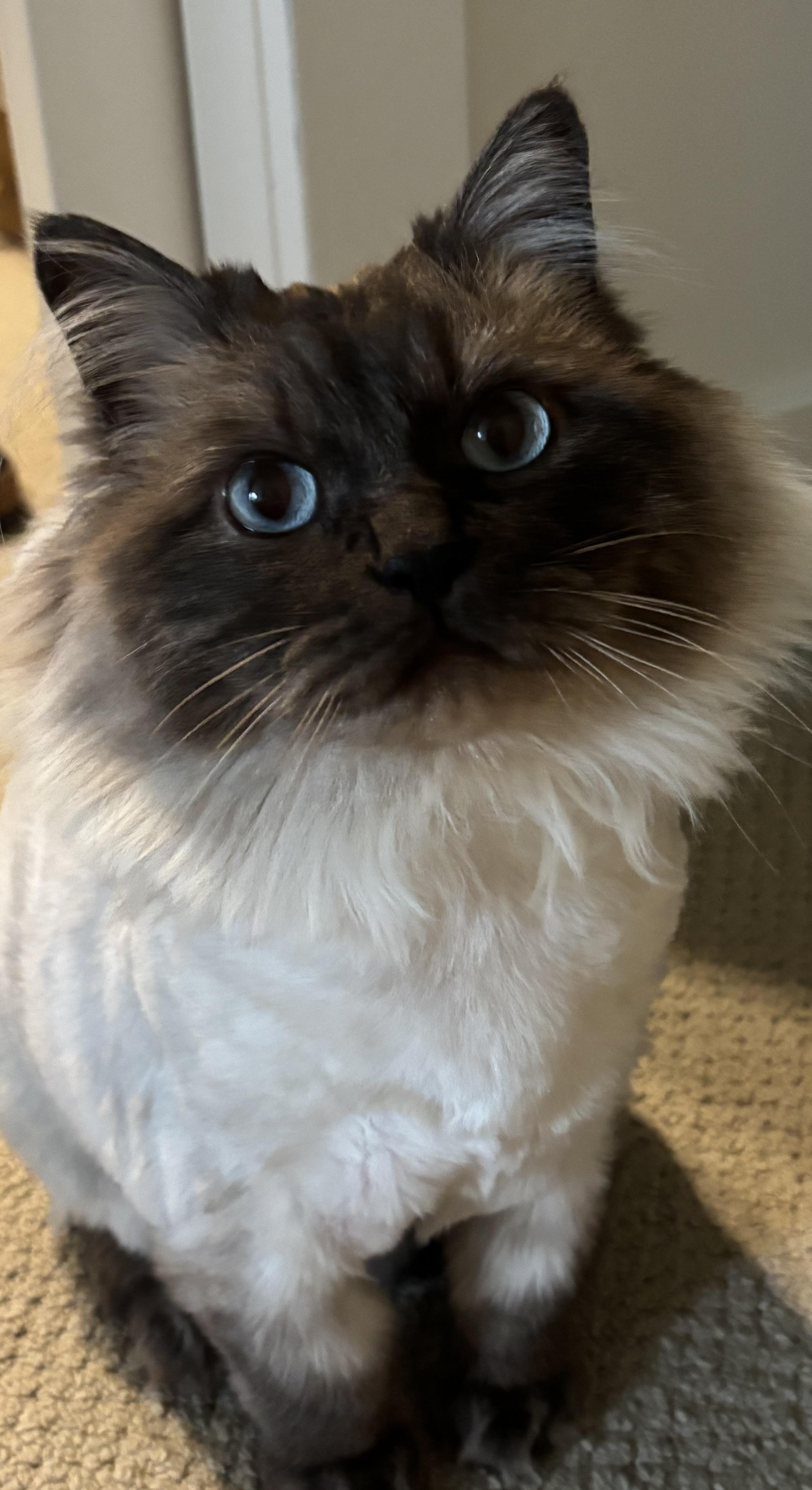 Liberty - Bonded with Benji, ADOPTABLE, Adult Female Ragdoll.