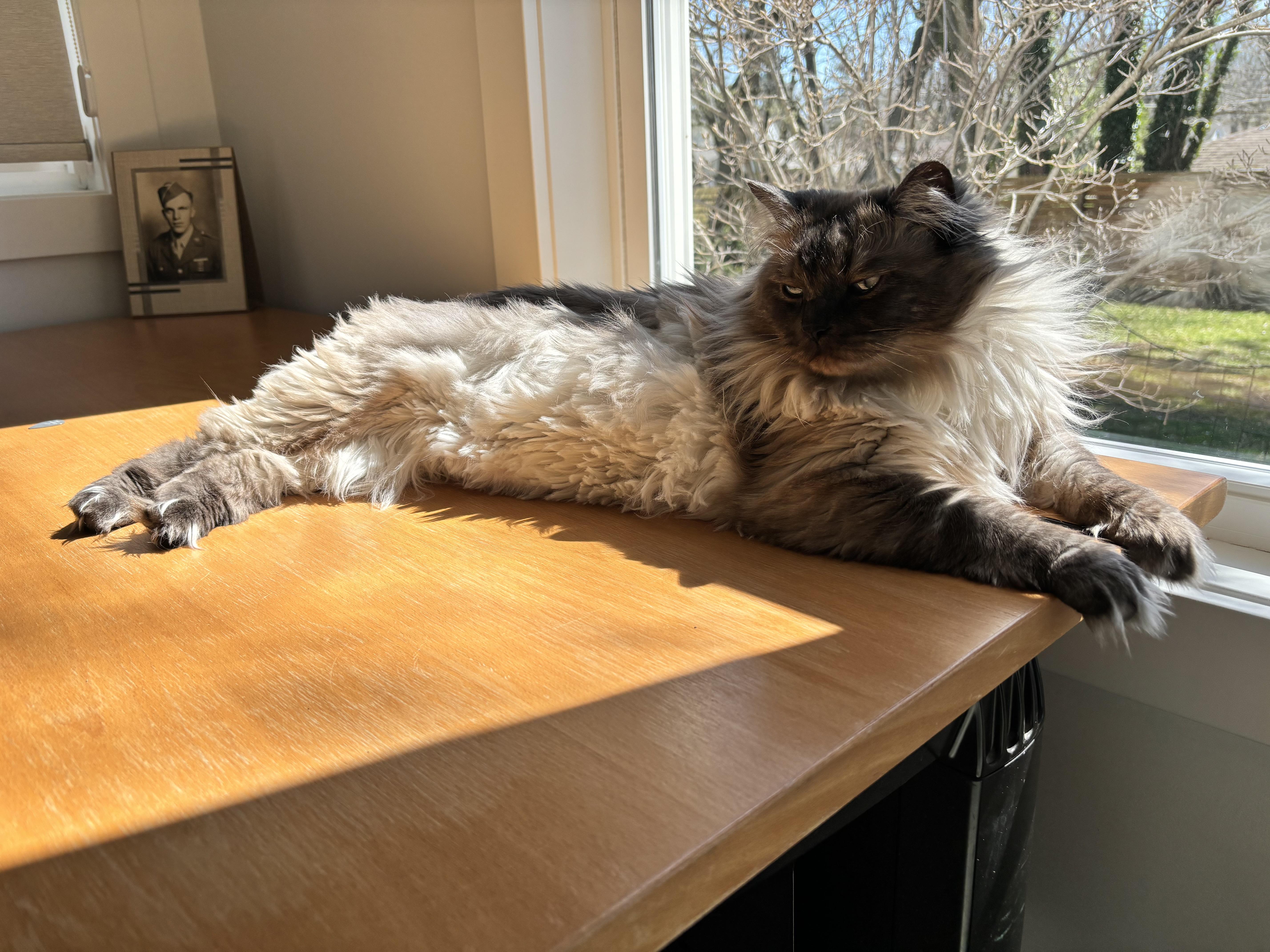 Enlarge Liberty - Bonded with Benji, a ADOPTABLE Ragdoll in Rockford, MI image 4/6