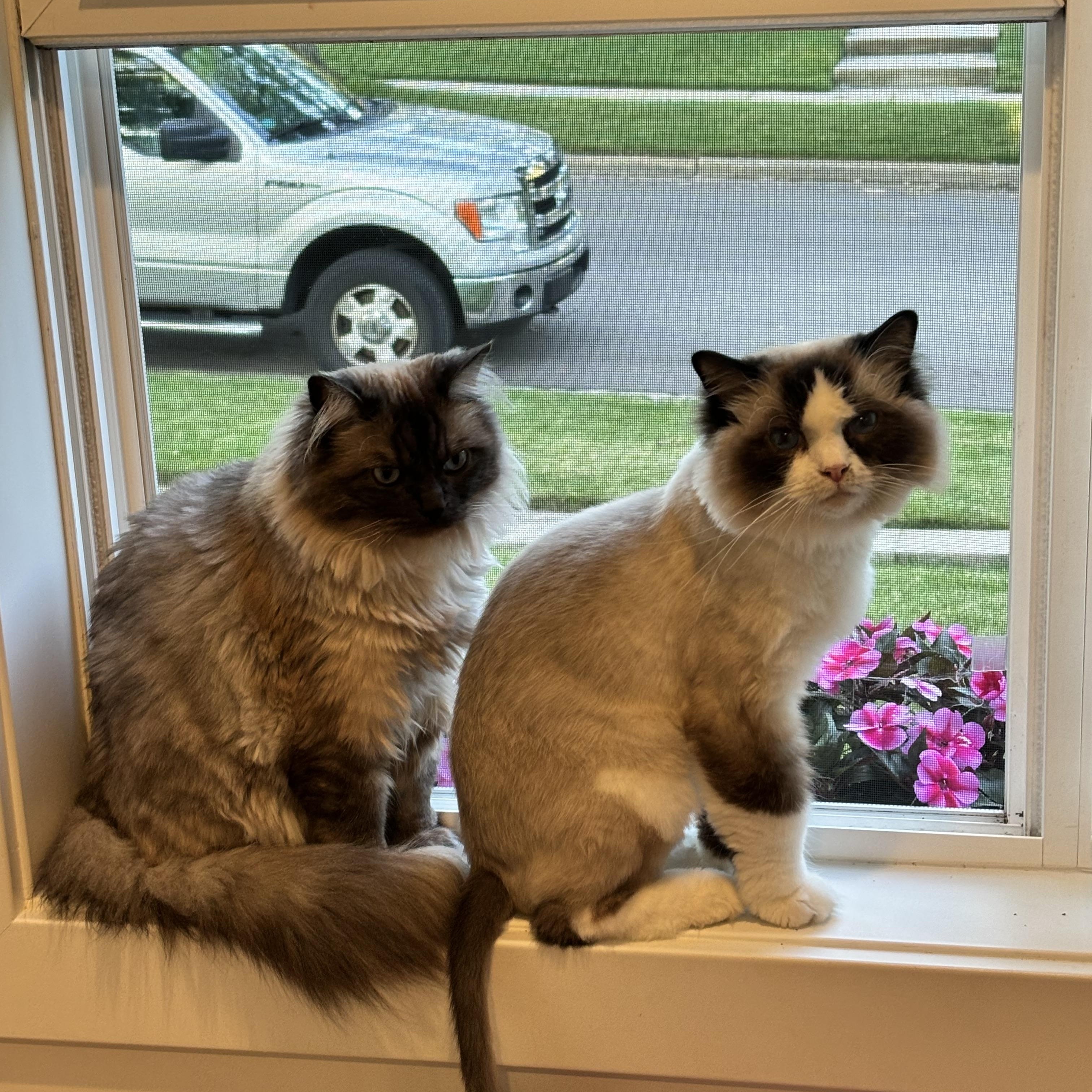 Enlarge Liberty - Bonded with Benji, a ADOPTABLE Ragdoll in Rockford, MI image 3/6