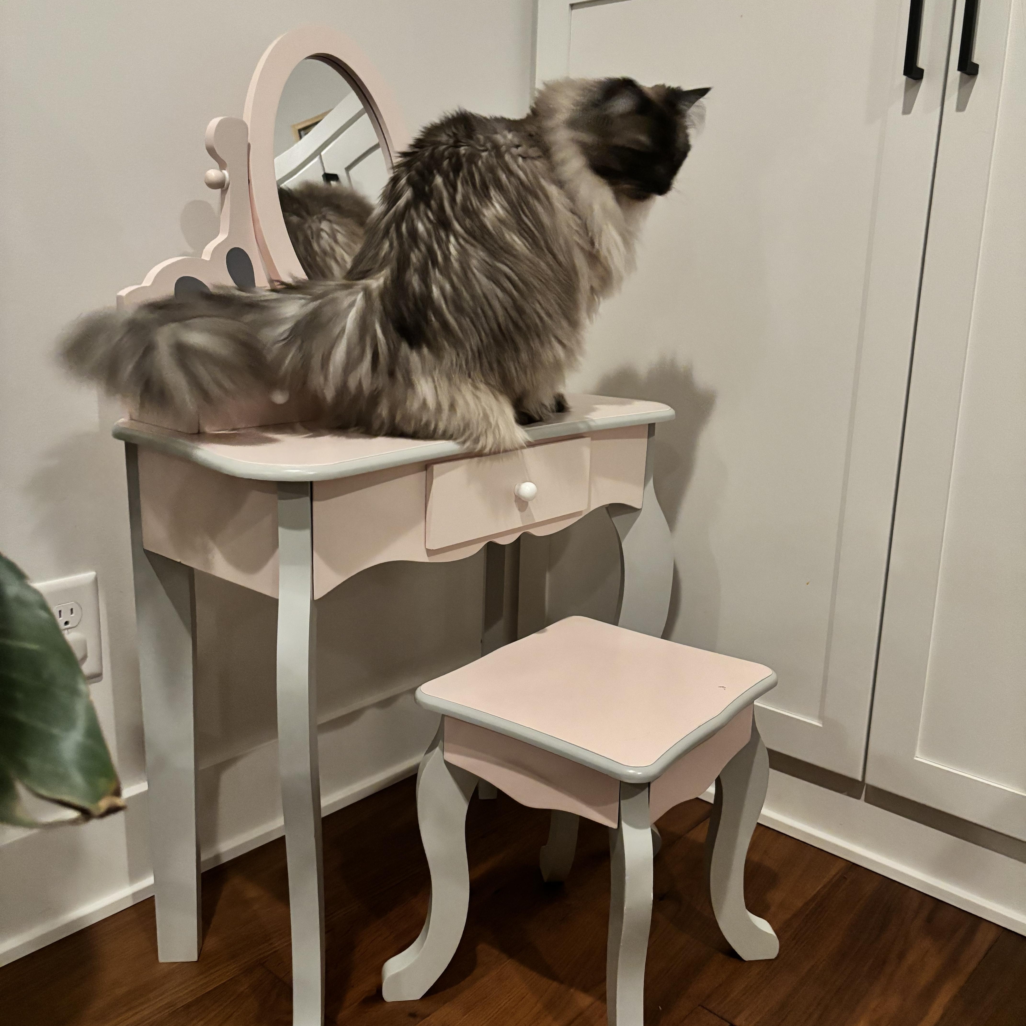Enlarge Liberty - Bonded with Benji, a ADOPTABLE Ragdoll in Rockford, MI image 5/6