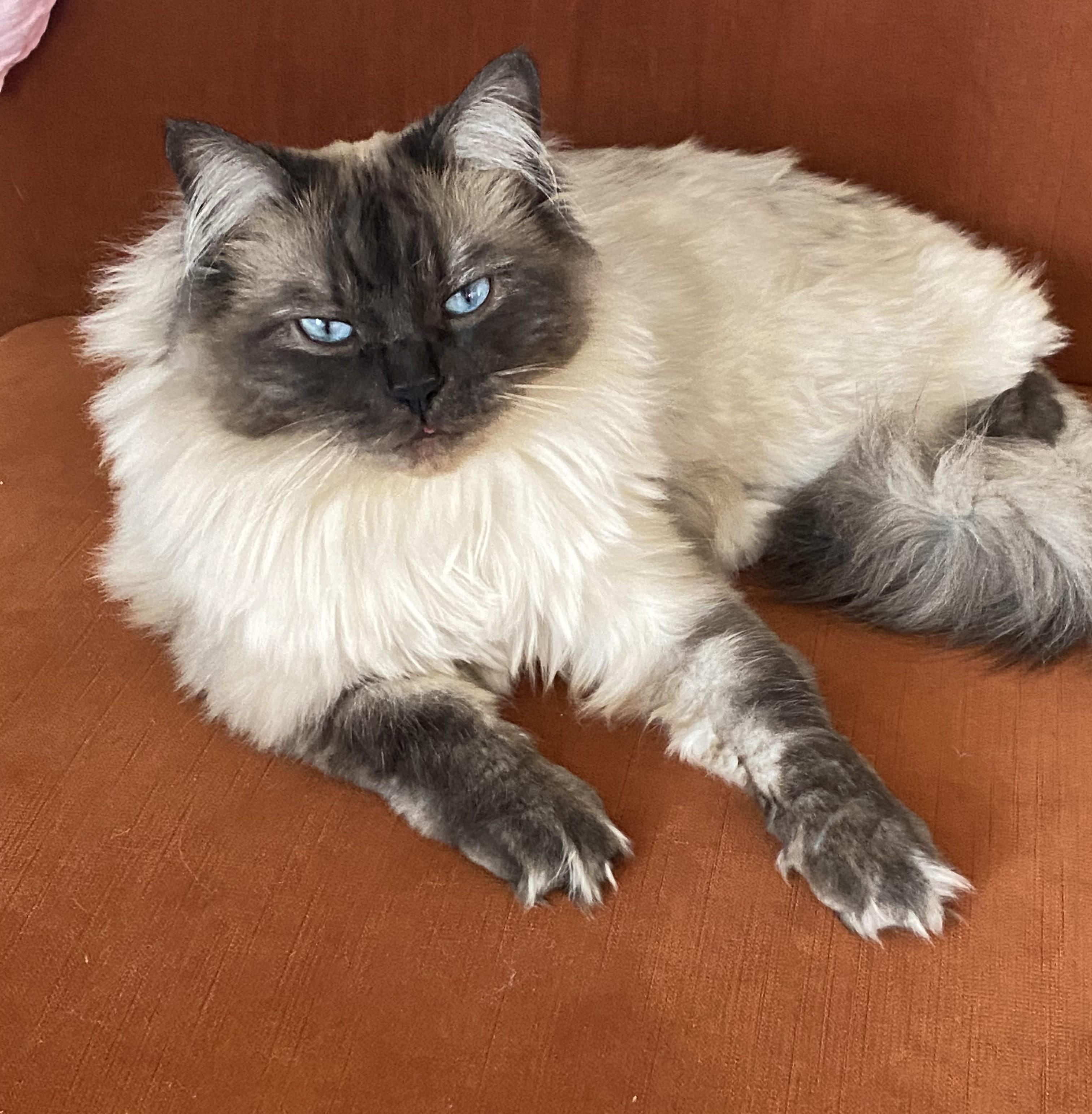 Enlarge Liberty - Bonded with Benji, a ADOPTABLE Ragdoll in Rockford, MI image 2/6