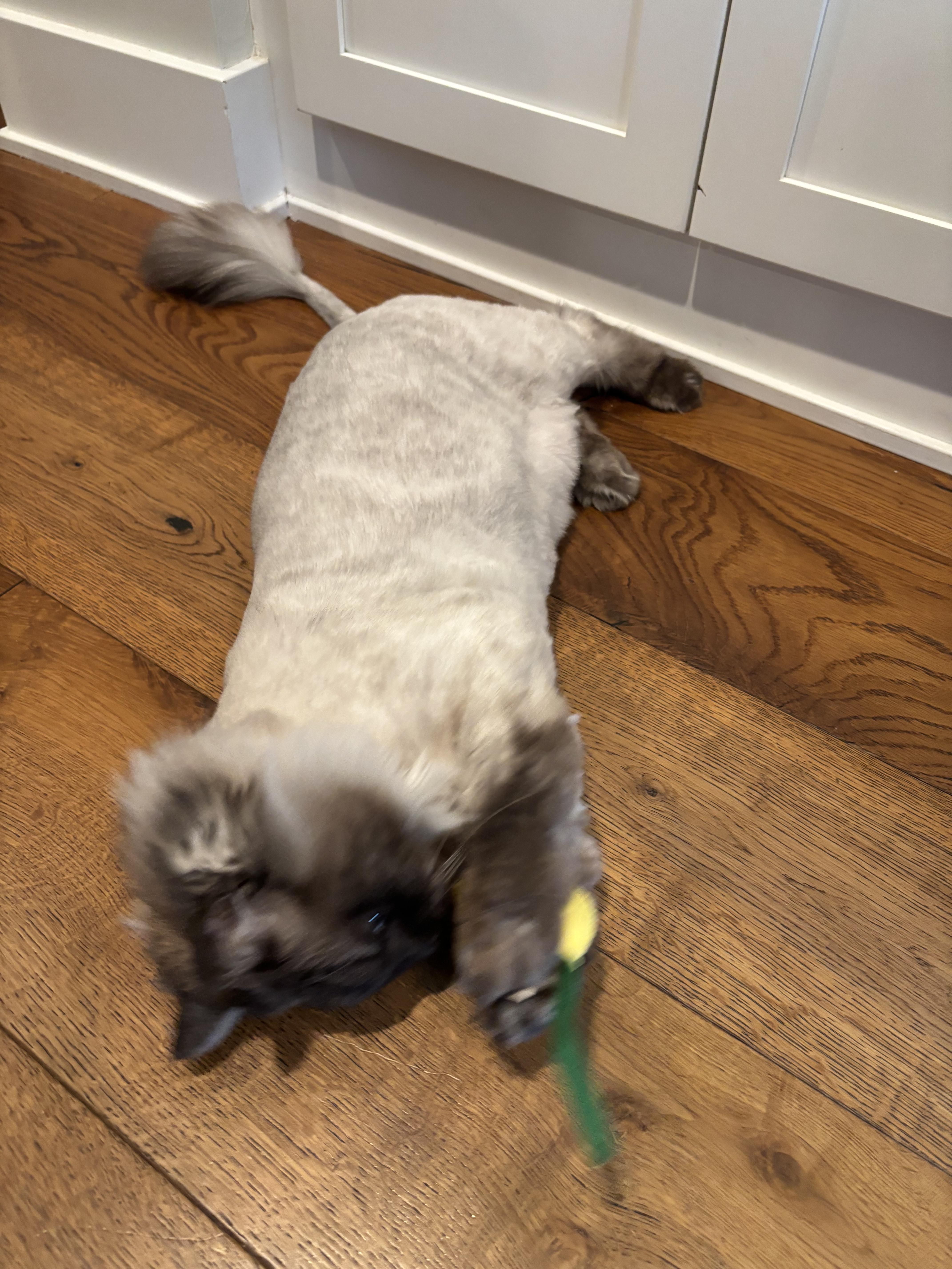 Enlarge Liberty - Bonded with Benji, a ADOPTABLE Ragdoll in Rockford, MI image 6/6
