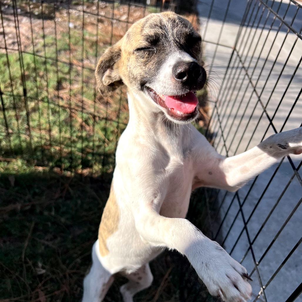 Pippi, Adoptable, Young Female Chihuahua & Mixed Breed.