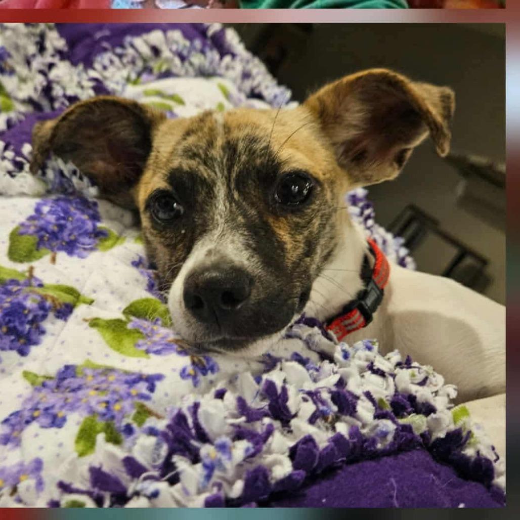 Enlarge Pippi, a Adoptable mixed breed in North Port, FL image 2/4