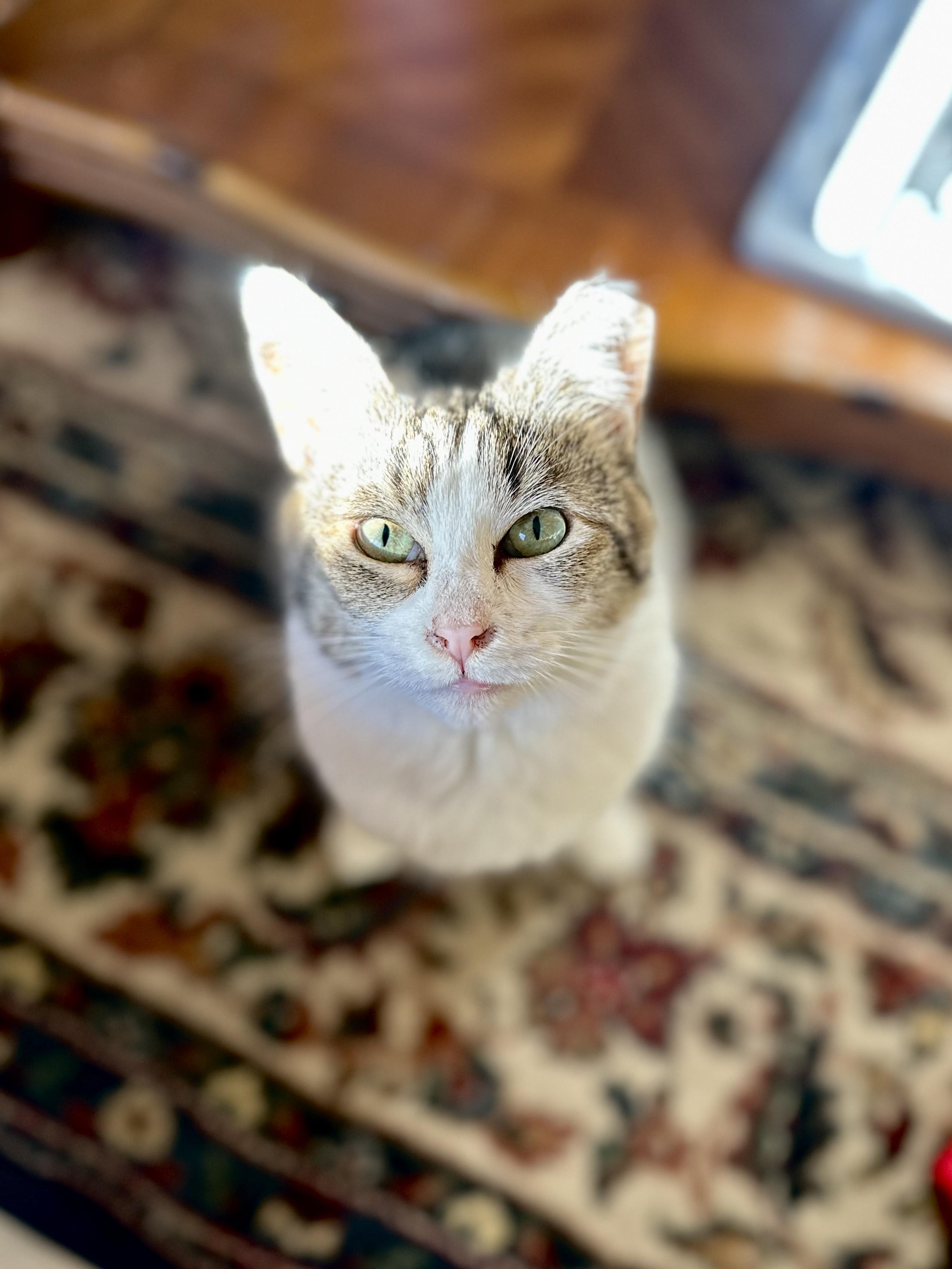 Kiki photo 5
