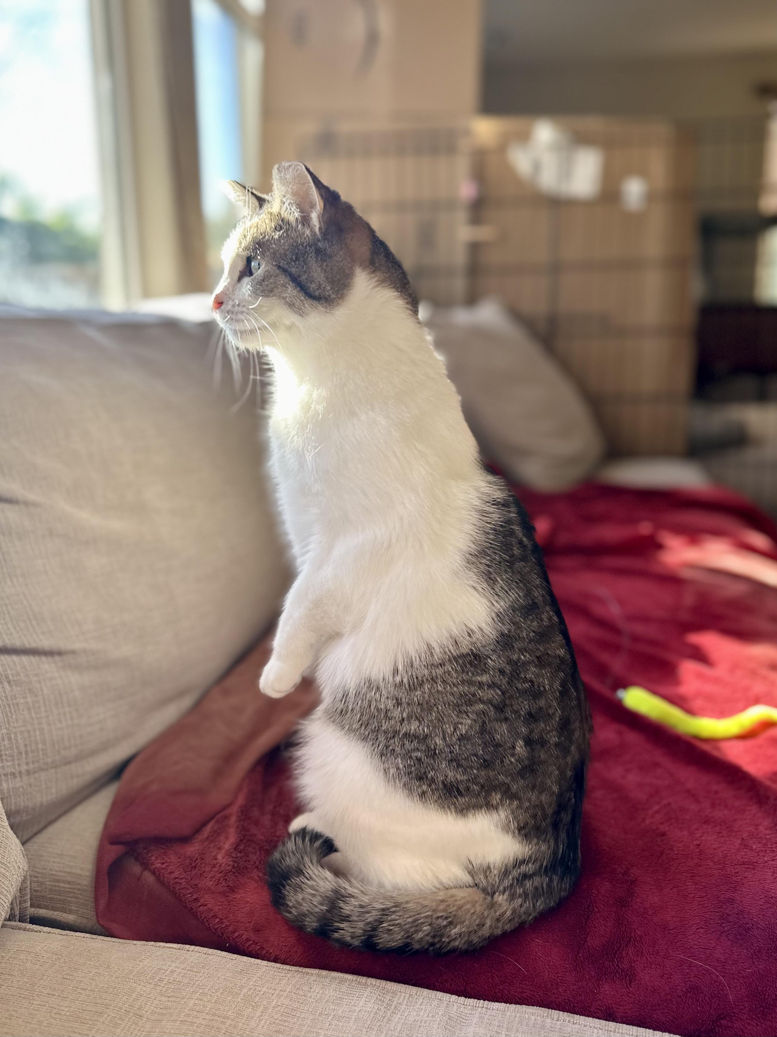 Kiki photo 6