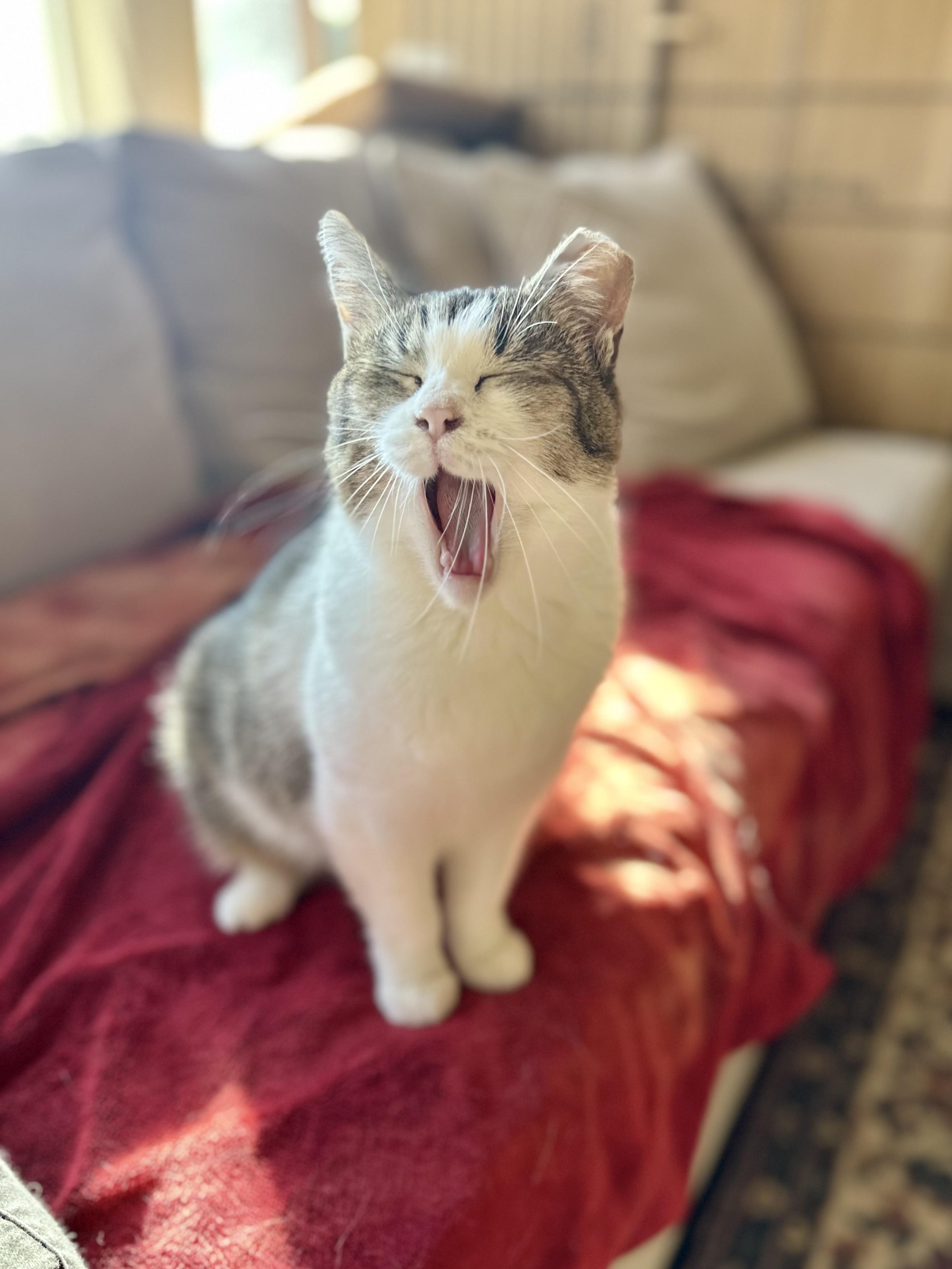 Kiki, a Adoptable mixed breed in San Jose, CA image 2/6