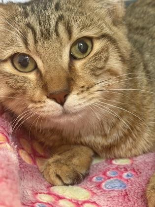 Enlarge Nylo and Abru, a Adoptable mixed breed in Salem, NH image 2/4