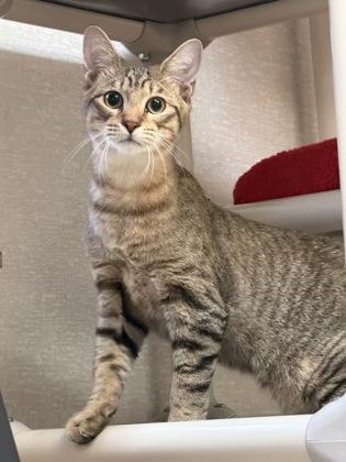 Enlarge Nylo and Abru, a Adoptable mixed breed in Salem, NH image 3/4