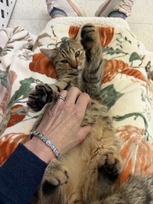 Nylo and Abru, Adoptable, Kitten Male Domestic Short Hair.