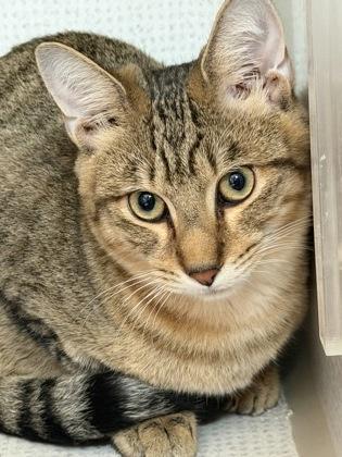 Enlarge Nylo and Abru, a Adoptable mixed breed in Salem, NH image 4/4