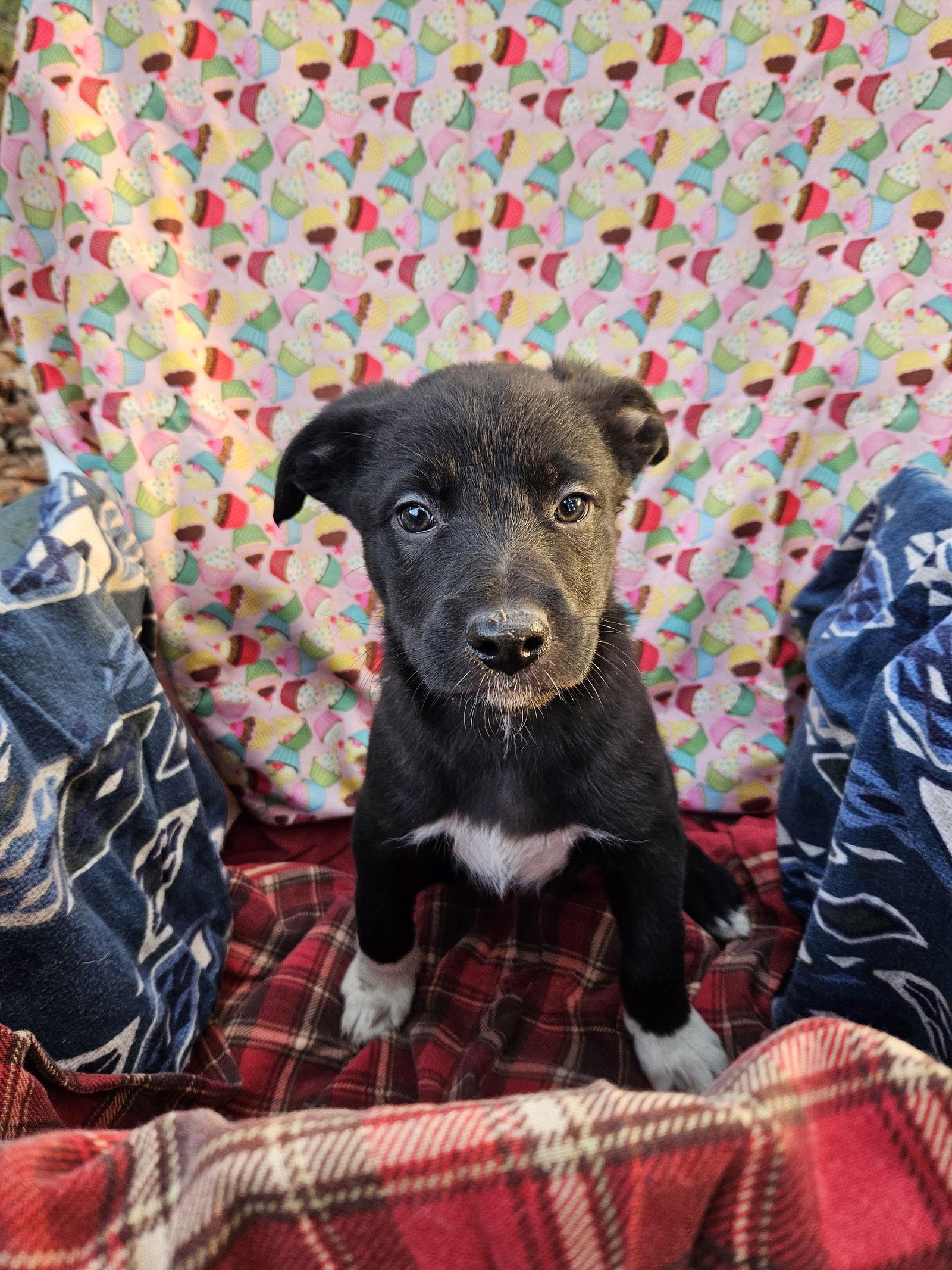 Brie, Adoptable, Puppy Female German Shepherd Dog.