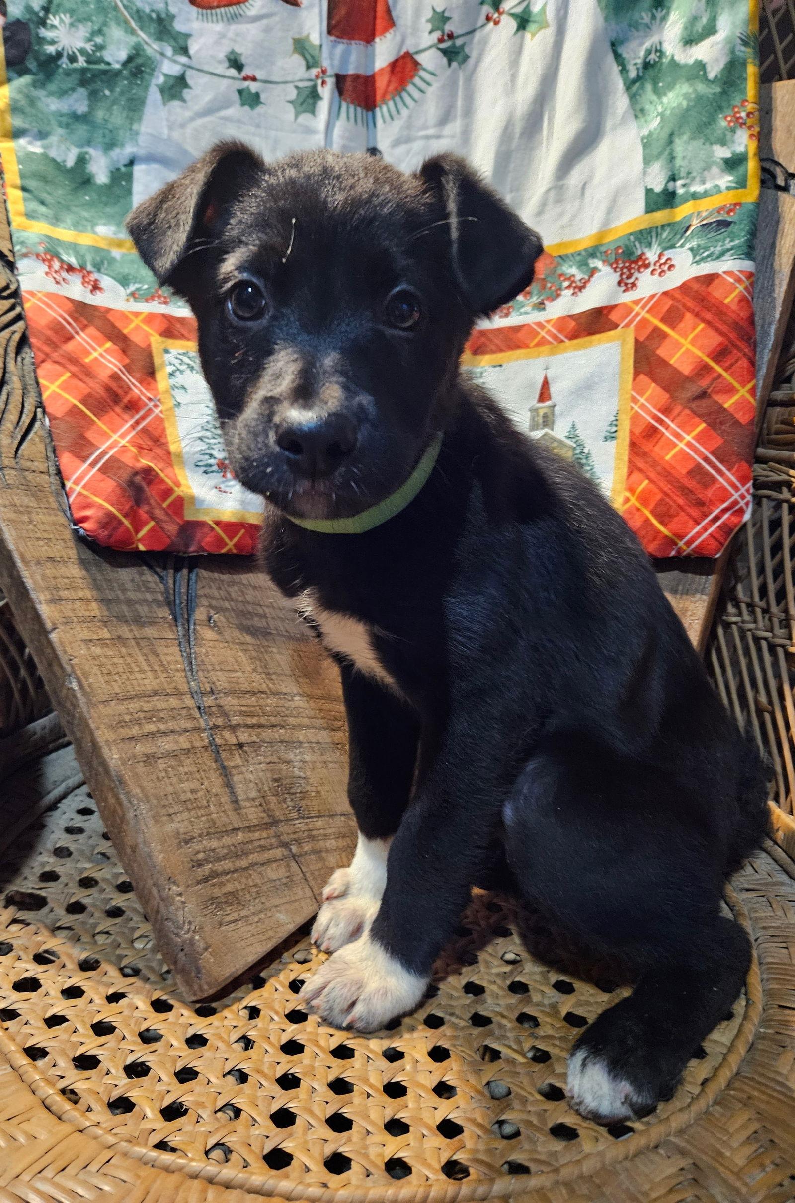 Enlarge Brie, a Adopted German Shepherd Dog in Louisville, KY image 2/3