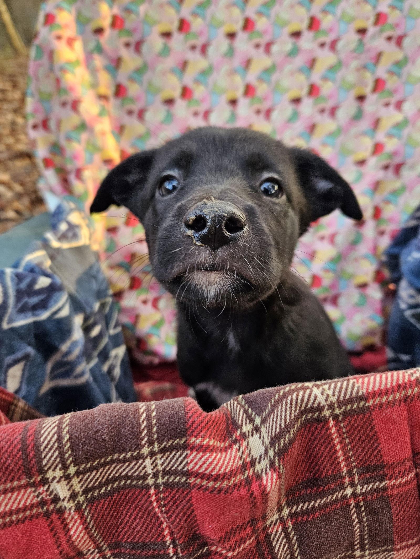 Enlarge Brie, a Adopted German Shepherd Dog in Louisville, KY image 3/3