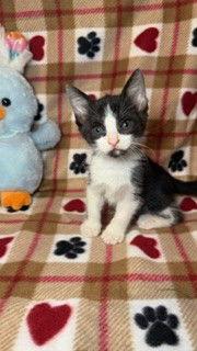 Dante, Adoptable, Kitten Male Tuxedo.