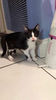 Dante, a Adoptable Tuxedo in Oakland Park, FL image 2/3