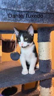 Dante, a Adoptable Tuxedo in Oakland Park, FL image 3/3
