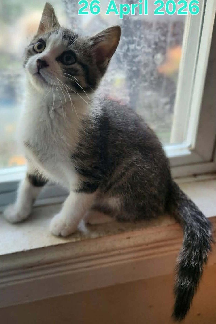 Dio, Adoptable, Young Male Tabby.