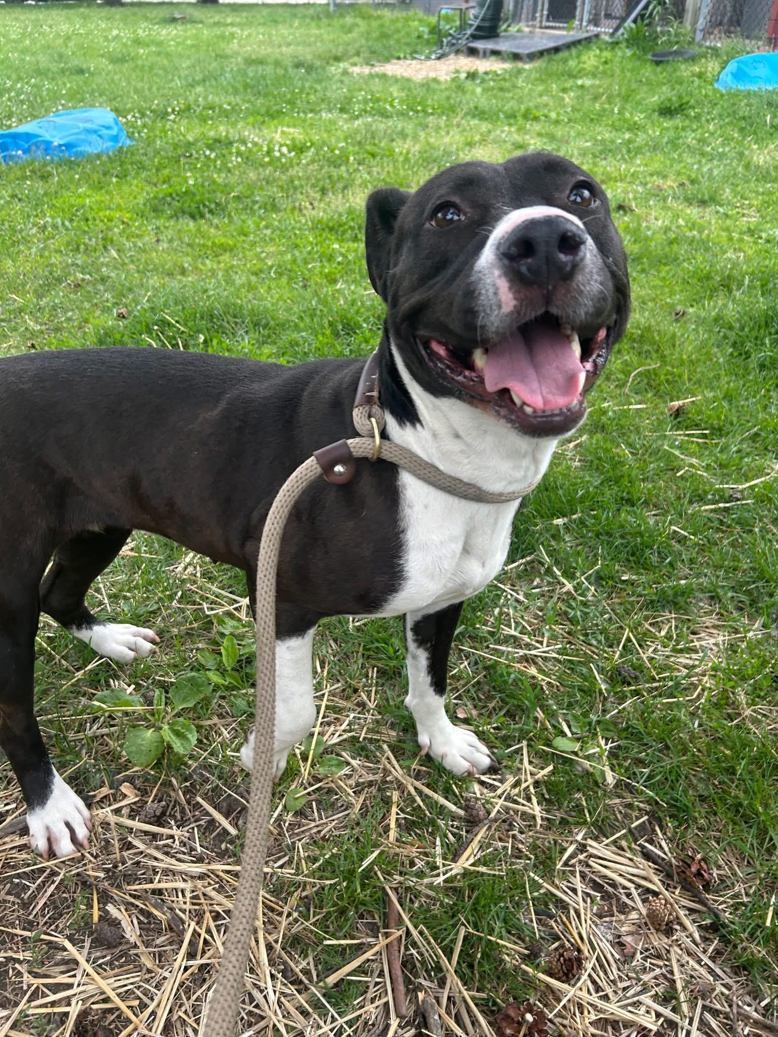 Enlarge Joyride, a ADOPTABLE Pit Bull Terrier in Chicago, IL image 4/5