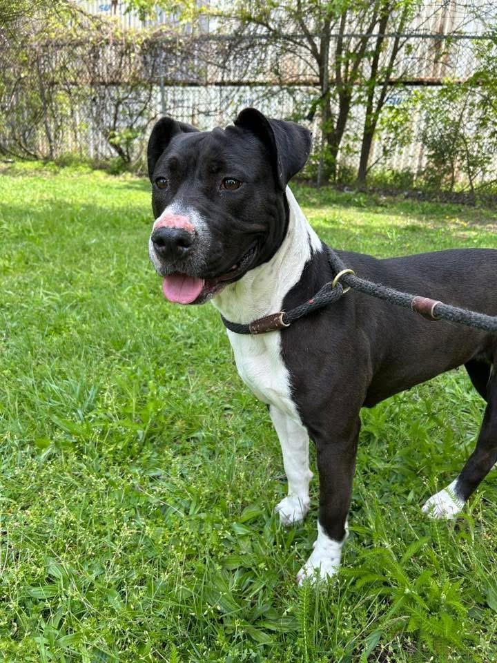 Enlarge Joyride, a ADOPTABLE Pit Bull Terrier in Chicago, IL image 2/5