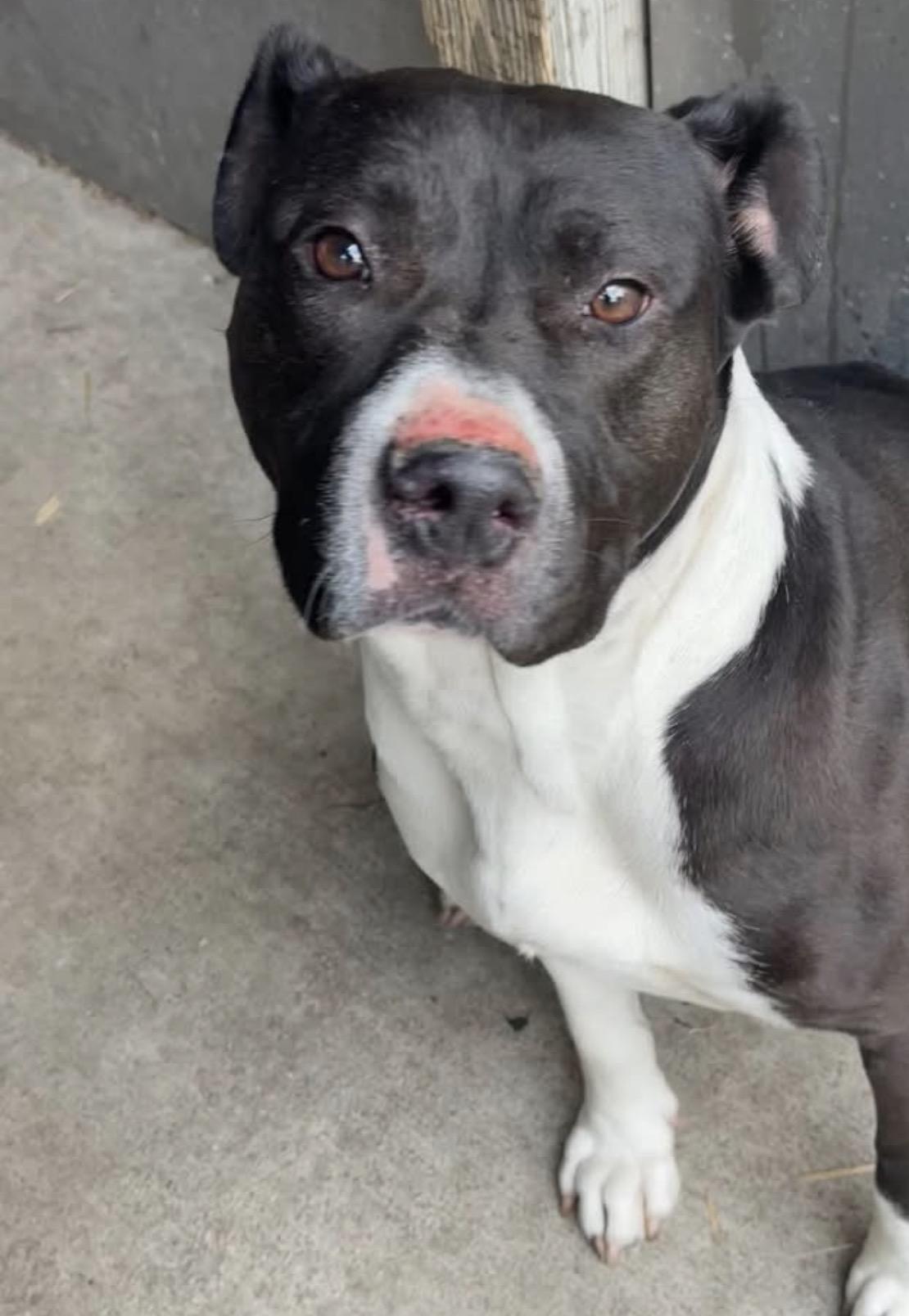 Enlarge Joyride, a ADOPTABLE Pit Bull Terrier in Chicago, IL image 3/5