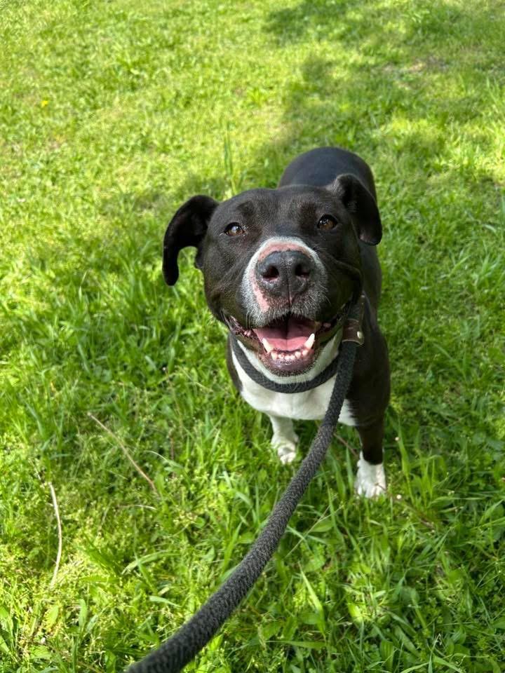 Joyride, ADOPTABLE, Adult Female Pit Bull Terrier.