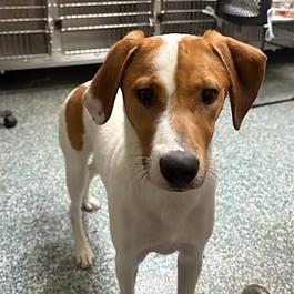 Danny, Adopted, Young Male Jack Russell Terrier & English Springer Spaniel.
