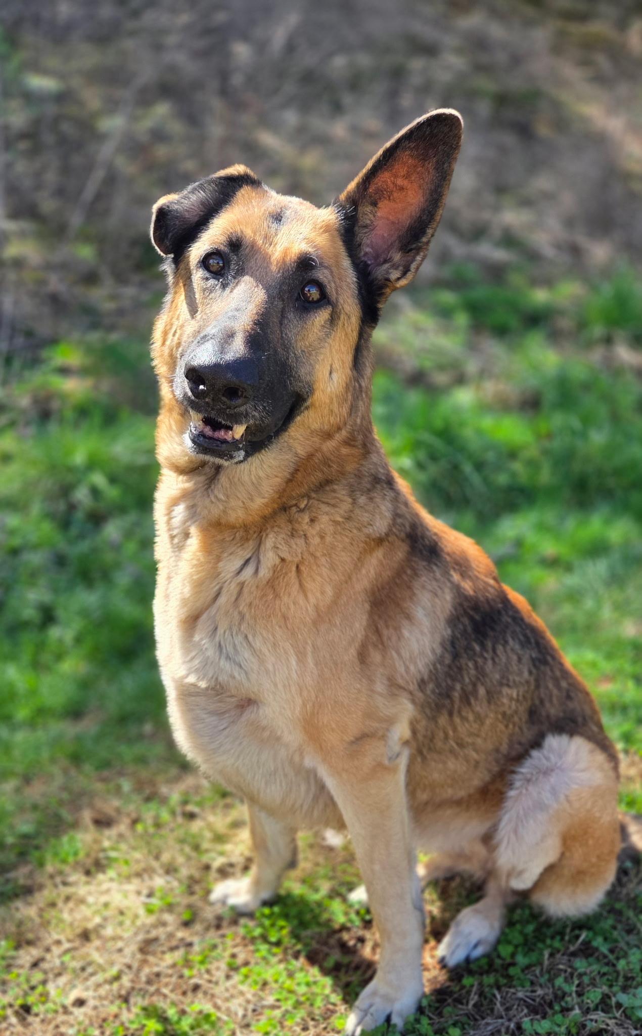 Laika, ADOPTABLE, Senior Female German Shepherd Dog.