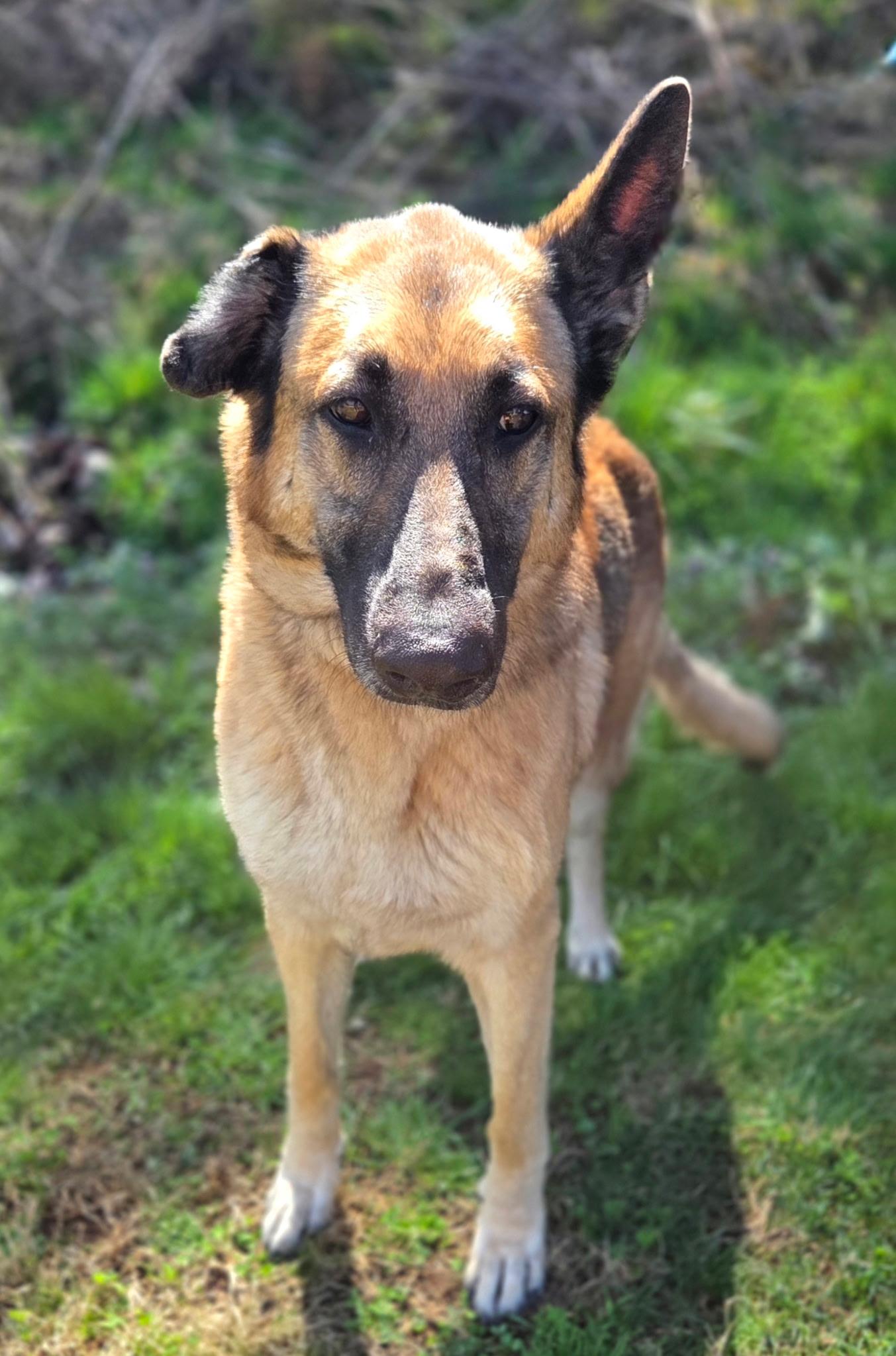 Enlarge Laika, a ADOPTABLE mixed breed in Franklin, NC image 3/4
