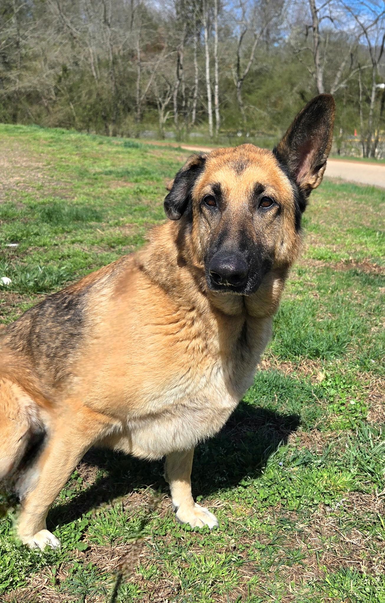 Enlarge Laika, a ADOPTABLE mixed breed in Franklin, NC image 4/4