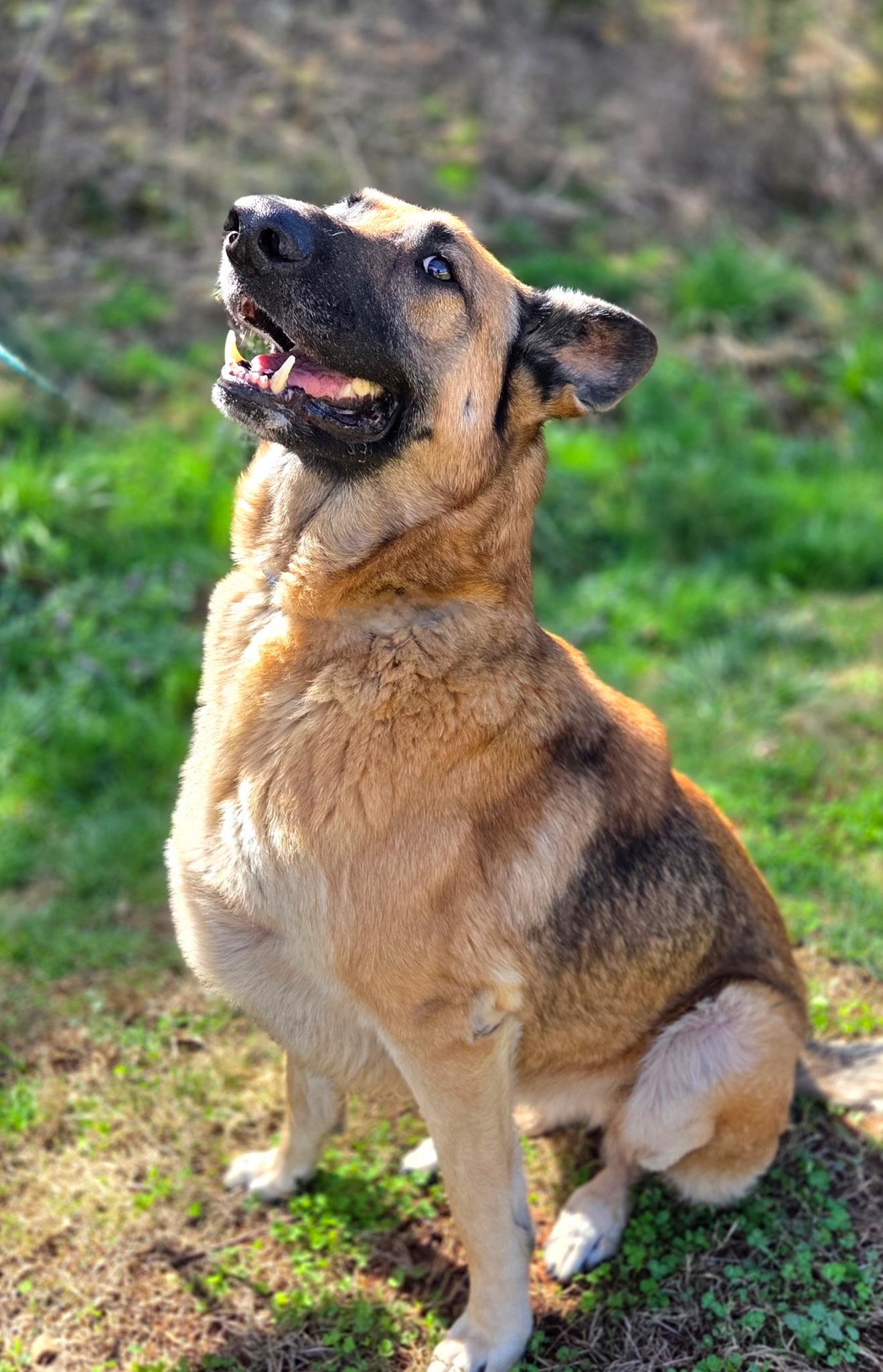 Enlarge Laika, a ADOPTABLE mixed breed in Franklin, NC image 2/4