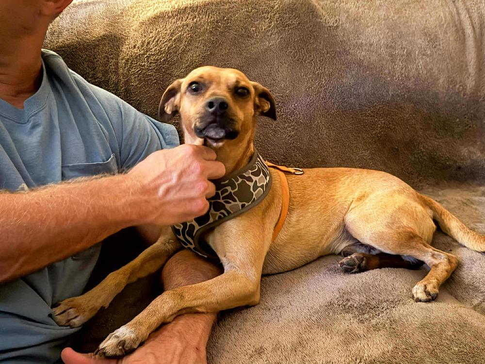 Enlarge Buzz & Woody, a Adoptable Jack Russell Terrier in Gillsville, GA image 2/6