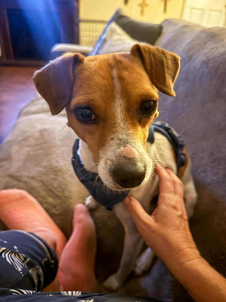 Enlarge Buzz & Woody, a Adoptable Jack Russell Terrier in Gillsville, GA image 4/6