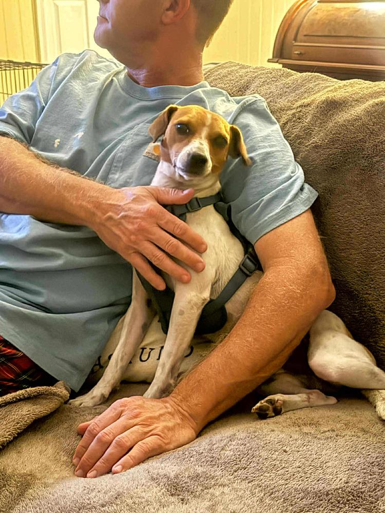 Enlarge Buzz & Woody, a Adoptable Jack Russell Terrier in Gillsville, GA image 5/6