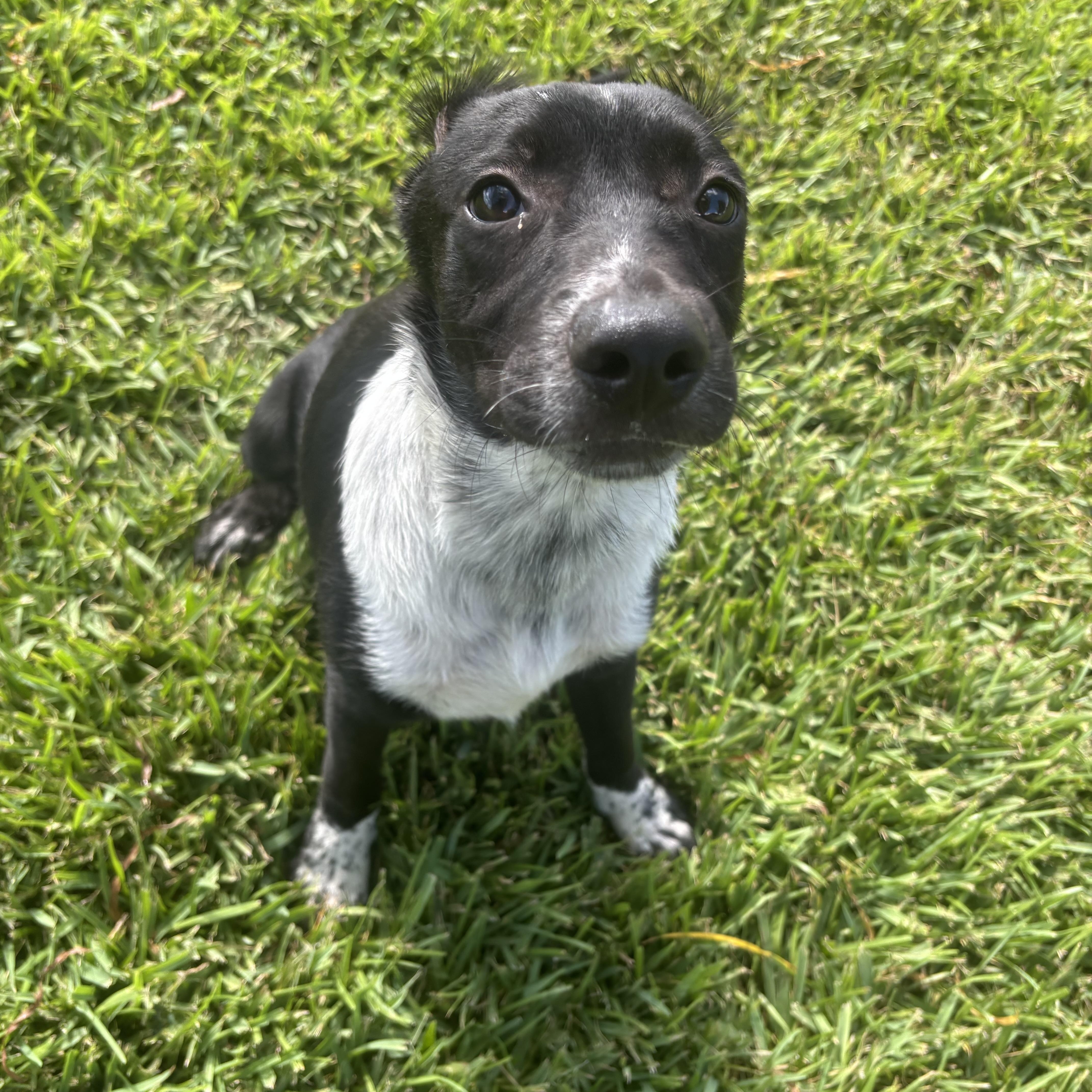 Louie photo