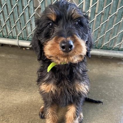 Enlarge Montee, an adopted mixed breed in Tinley Park, IL image 1/1