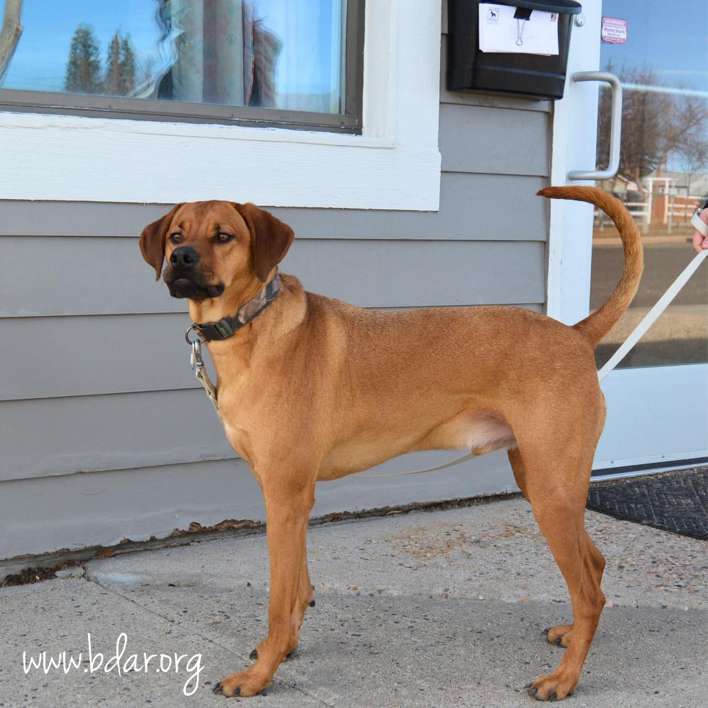 Enlarge Moose, a Adoptable mixed breed in Cheyenne, WY image 1/3